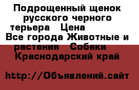 Подрощенный щенок русского черного терьера › Цена ­ 35 000 - Все города Животные и растения » Собаки   . Краснодарский край